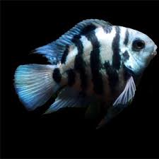 B1 PAPEGAAI CICHLIDE BLAUW TIJGER