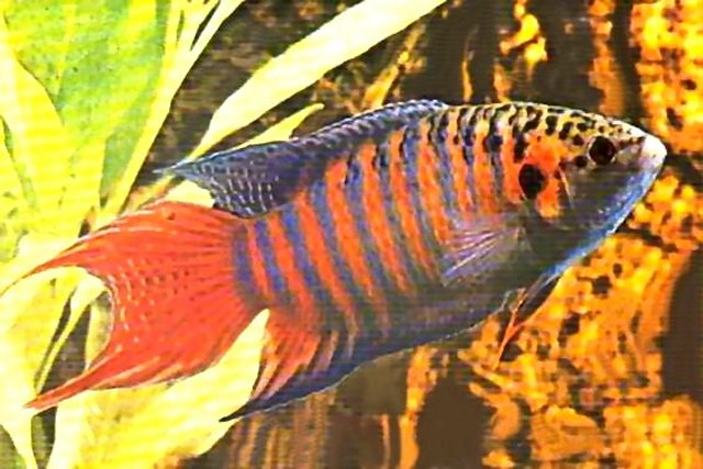 B20 Paradijsvis, MACROPODUS OPERCULARIS BLUE FIN RED
