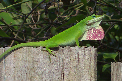 * Roodkeel anolis - Anolis carolinensis actie met 2 stuks