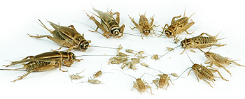 Huiskrekels 8