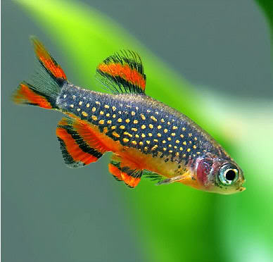 Galaxy Rasbora Celestichtys Margari