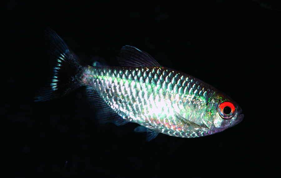 B6 Roodoogzalm - MOENKHAUSIA SANCTAEFILOMENAE