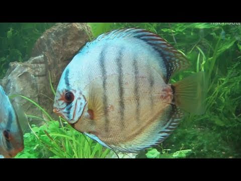 Discusvis cobalt 5cm /Symphysodon cobalt stendker