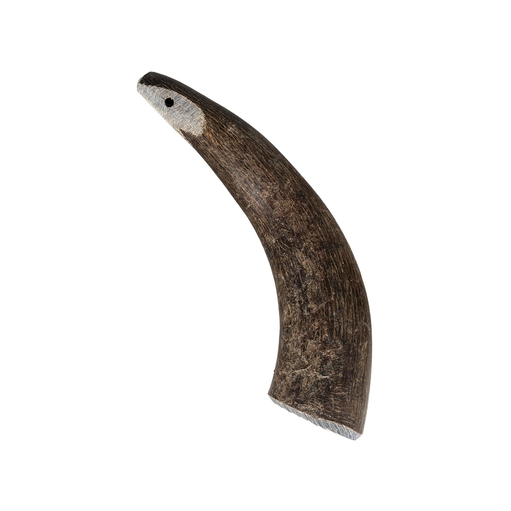 Cattle horn Medium