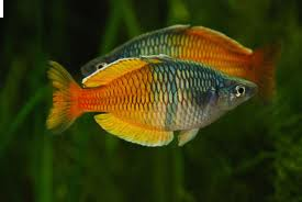 B5 Regenboogzalm Boesemani