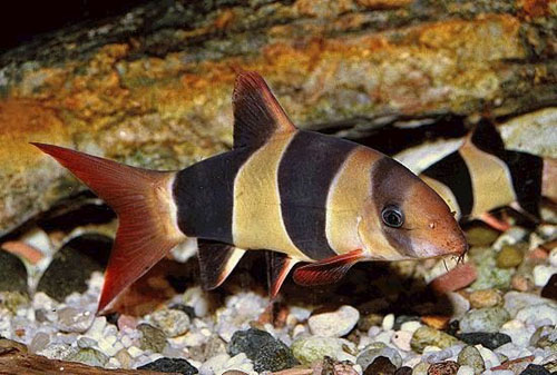 [V1452260] B15 * Clownbotia Chromobotia Macracanthus