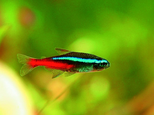 [V1459150] B5 ** Neontetra Paracheirodon innesi