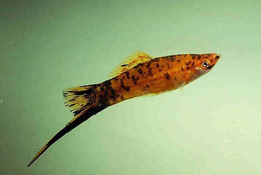 [V1465241] B14 Zwaarddrager Mix Xiphophorus helleri