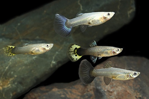 [V1456305] B9 ** Guppy Vrouw lebistes reticulata female.