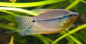 [43453] B21 Diamantgoeramie - Trichogaster leeri