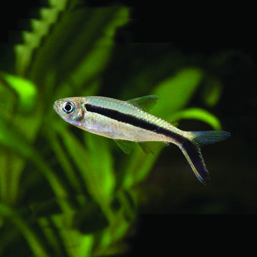 [42853] B5 Hockeystick Tetra - Thayeria boehlkei