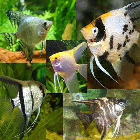 [3440.3] B20 Maanvis mix pterophyllum scalare