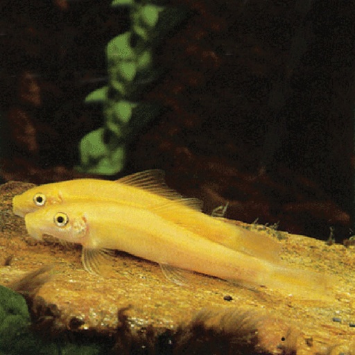 [V1454270] B19 * Siamese Algeneter Goud - Gyrinocheilus aynomieri