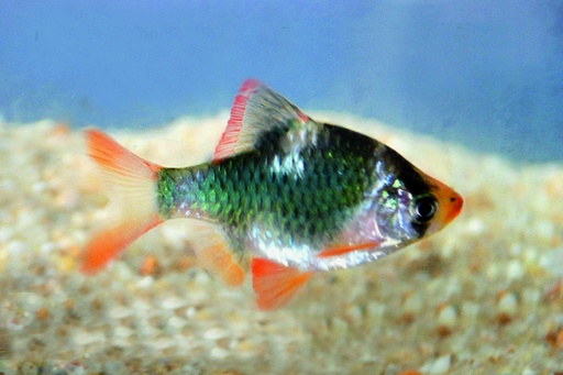 [V1452630] B19 * Sumatraan Groen Capoeta tetrazone green