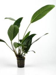 [BR_145618] Anubias Congensis Pot