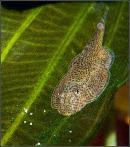 [40003] B18 Sewellia Lineolata steenkruiper algeneter