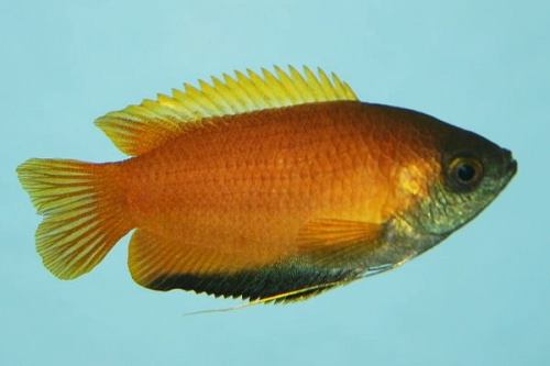 [10503] B21 * Honing Goerami Trichogaster Chuna M
