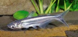 [BR_149431] Blauwe Haai Pangasius Sutchi M