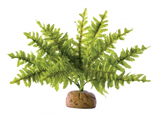 [BR_166720] Rainforest plant 265ton fern S