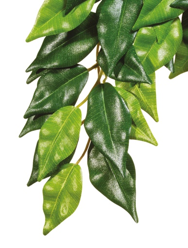 [PT3040] Ex Jungle plant ficus M