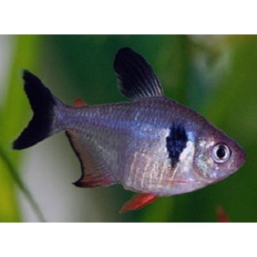 [V1457595] B6 * Zwarte Fantoomzalm megalamphodus megalopterus