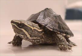 [1365] # Muskus schildpad - Sternotherus Odorathus