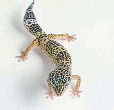[BR_171504] # Luipaardgekko - Eublepharis macularius