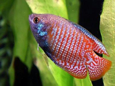 [10703] B21 * Dwerggoerami Trichogaster Lalius (m/f) M