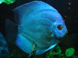 [BR_176719] Discusvis Blue Diamond 5cm /Symphysodon Blue Diamond stendker