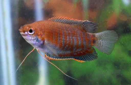 [10605] B21 *  Diklipgoerami Trichogaster Labiosa Red.M