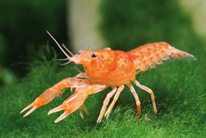 [V1452533] B16 * Oranje Dwerg Kreeft AMBRELLUS PATZCAUTREMSES