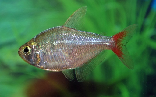 [25053] B6 COLOMBIAZALM - HYPHESSOBRYCON COLUMBIANUS