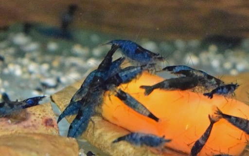 [56963] B13 Garnaal Neocaridina Davidi Blue Rili M