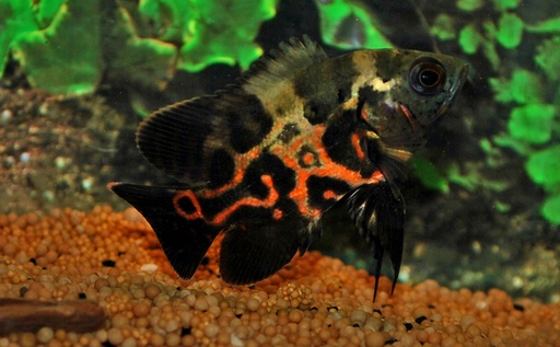 [04161/ (4162) ] B2 * Pauwoog Cichlide ASTRONOTUS OCELLATUS