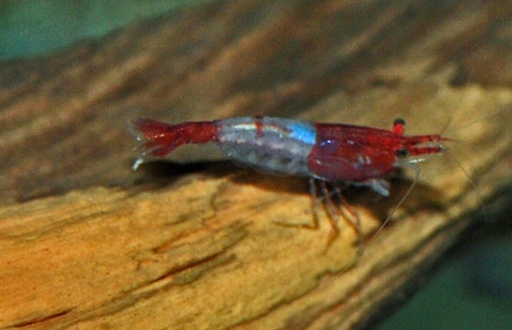 [V1458475] B13 * Garnaal Neocaridina Davidi Red Rili M