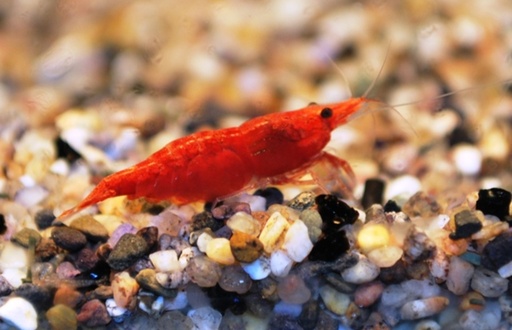 [V1458473] B13 * Garnaal Neocaridina Davidi Red Fire