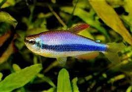 [V1454830] B4 Koningszalm - Inpaichthys Kerri