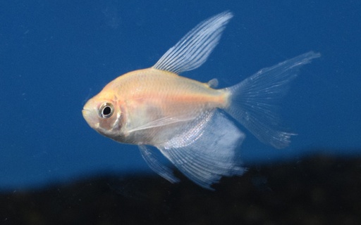 [15843] B6 Witte tetra sluier - Gymnocorymbus Ternetzi White Longfin