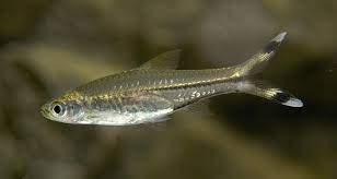 [V1460970] B17 Knipstaartrasbora - Rasbora Trilineata