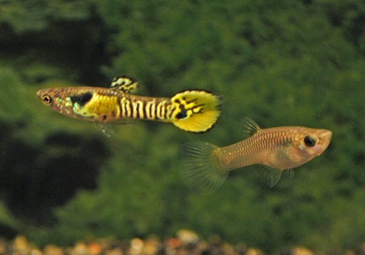 [V1456360] * Endler Gup Tiger Man - Poec. Wingei Tiger Male