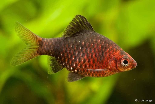 [35453] B18 Purperkop barbeel - Pethia nigrofasciatus
