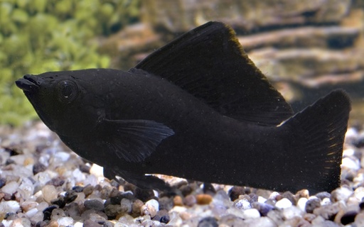 [V1459553] B14 ** Black Molly - Poecilia Sphenops Black