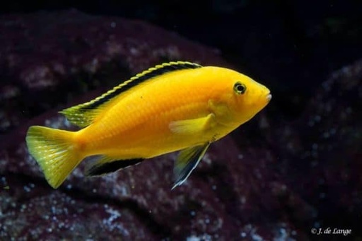 [49774] B3 * Malawicichlide Geel Labidochr. Caeruleus Yellow