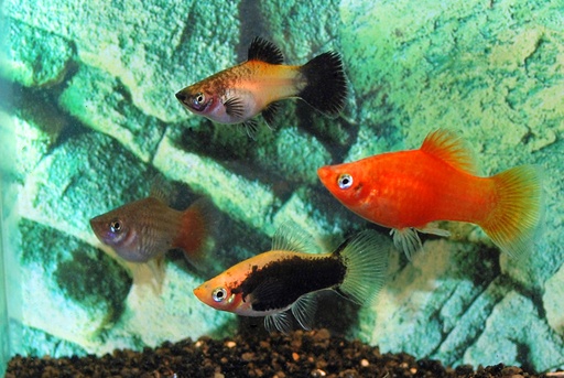 [V1465365] B15 * Platy mix - Xiph. Mac. Mix M