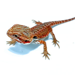 [HAPVIS] # Baardagaam baby - Pogona vitticeps